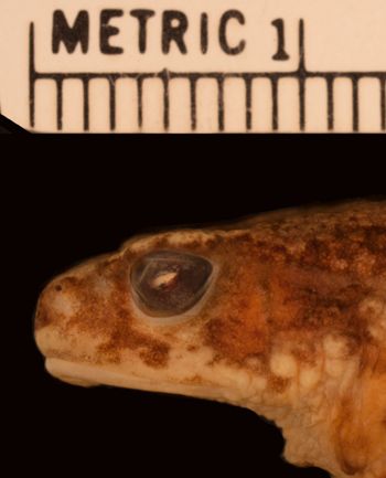 Media type: image;   Herpetology A-17804